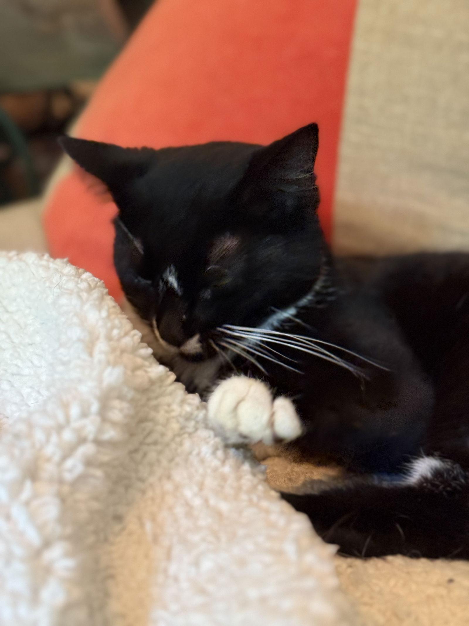 Enlarge Wednesday, a Adoptable Domestic Short Hair in North Wilkesboro, NC image 3/3