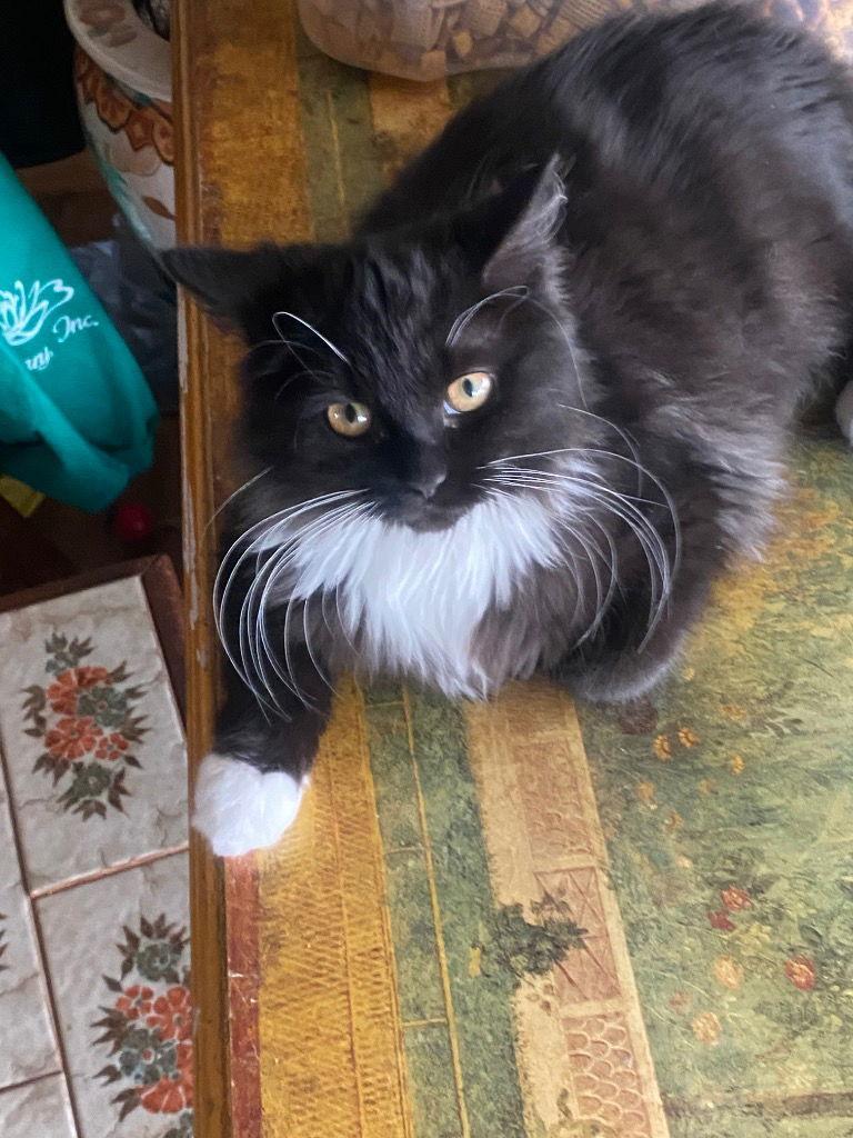 Midnight, a Adopted Domestic Long Hair in Cromwell, KY image 1/2