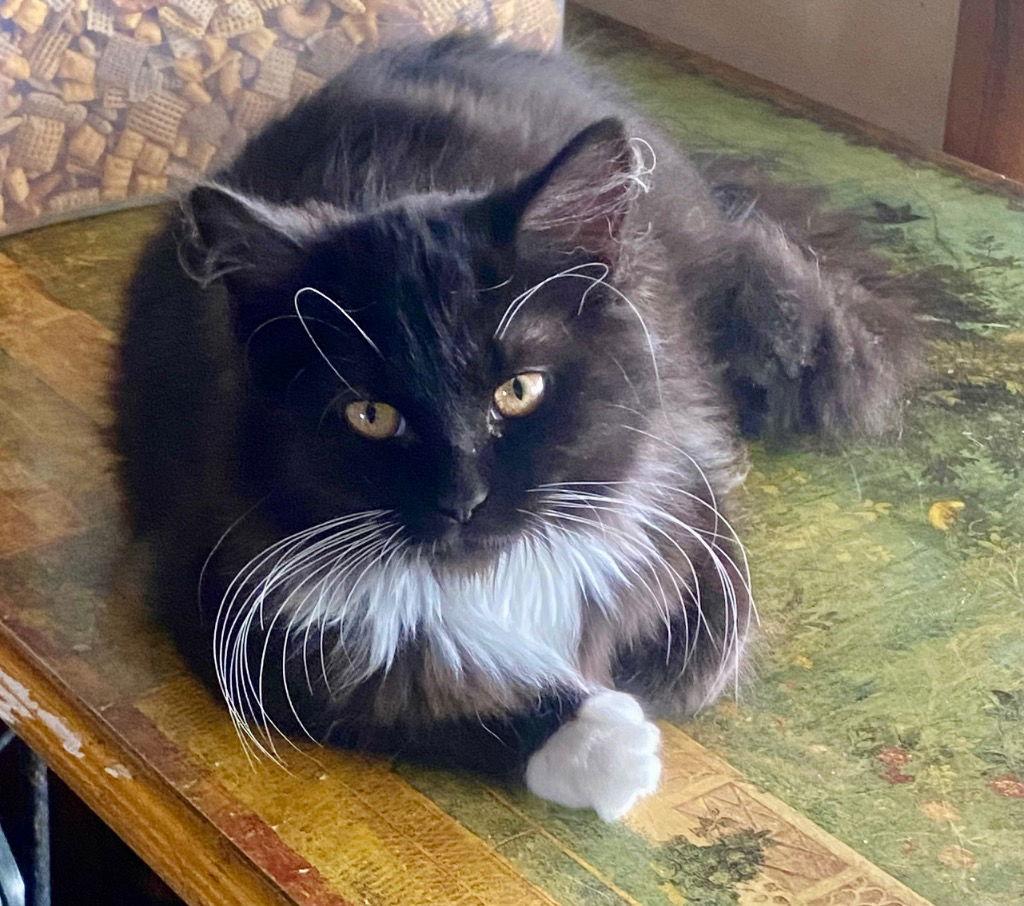 Midnight, a Adopted Domestic Long Hair in Cromwell, KY image 2/2