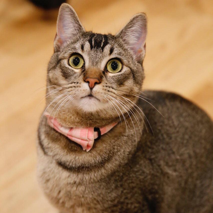 Pound Cake, a ADOPTABLE Tabby in South San Francisco, CA image 1/5