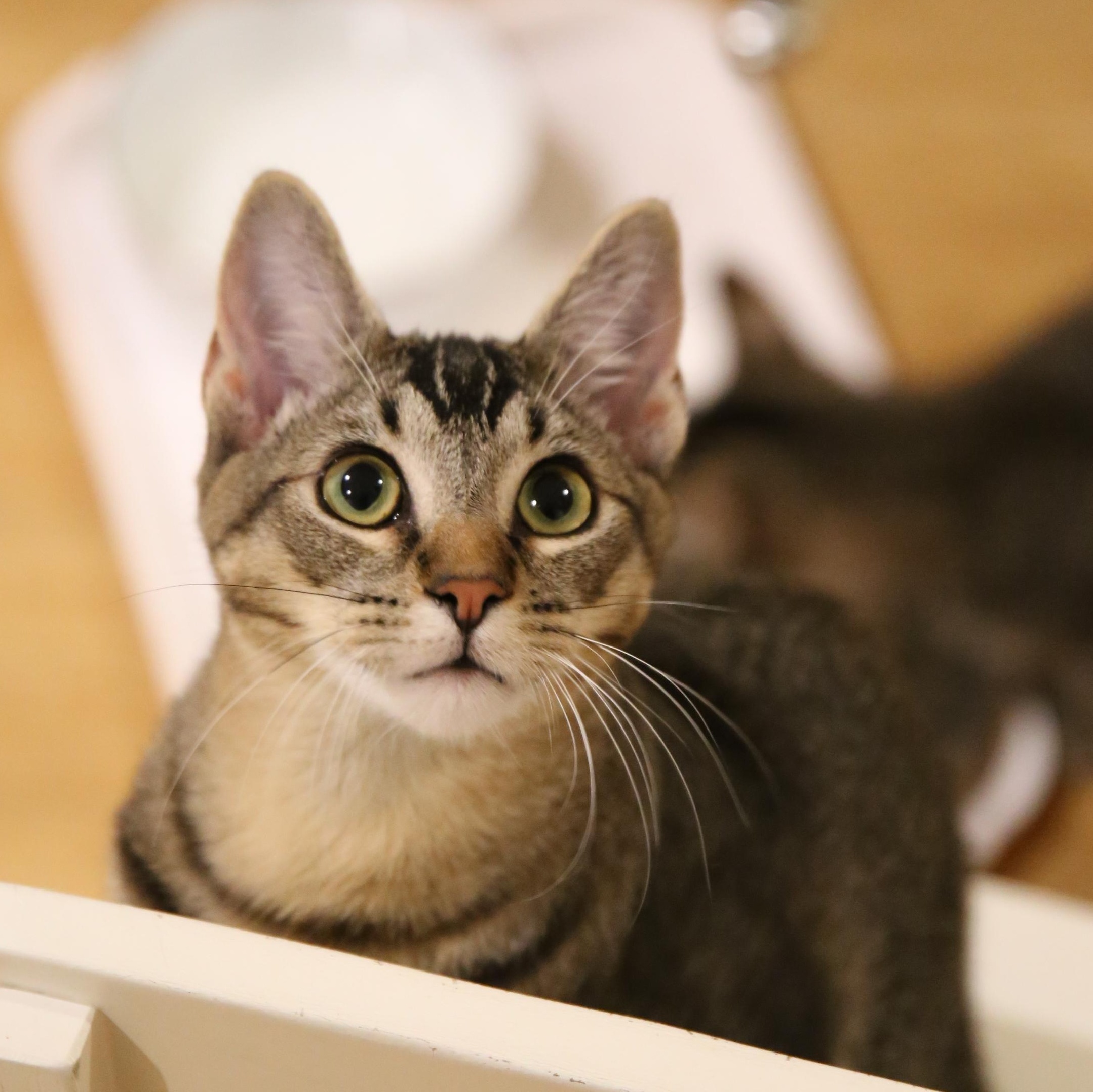 Pound Cake, a ADOPTABLE Tabby in South San Francisco, CA image 5/5