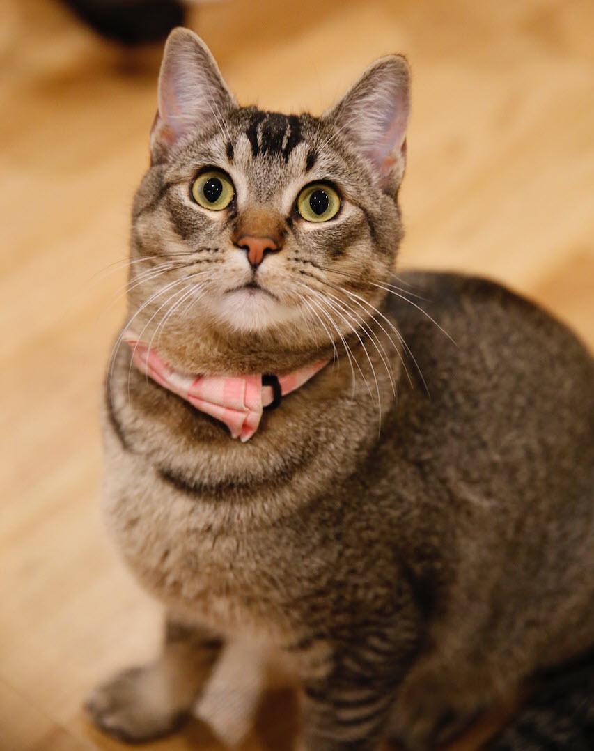 Pound Cake, a ADOPTABLE Tabby in South San Francisco, CA image 3/5