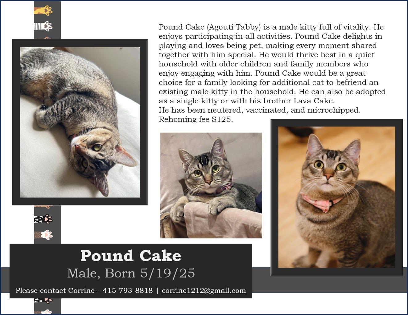Enlarge Pound Cake, a ADOPTABLE Tabby in South San Francisco, CA image 2/3