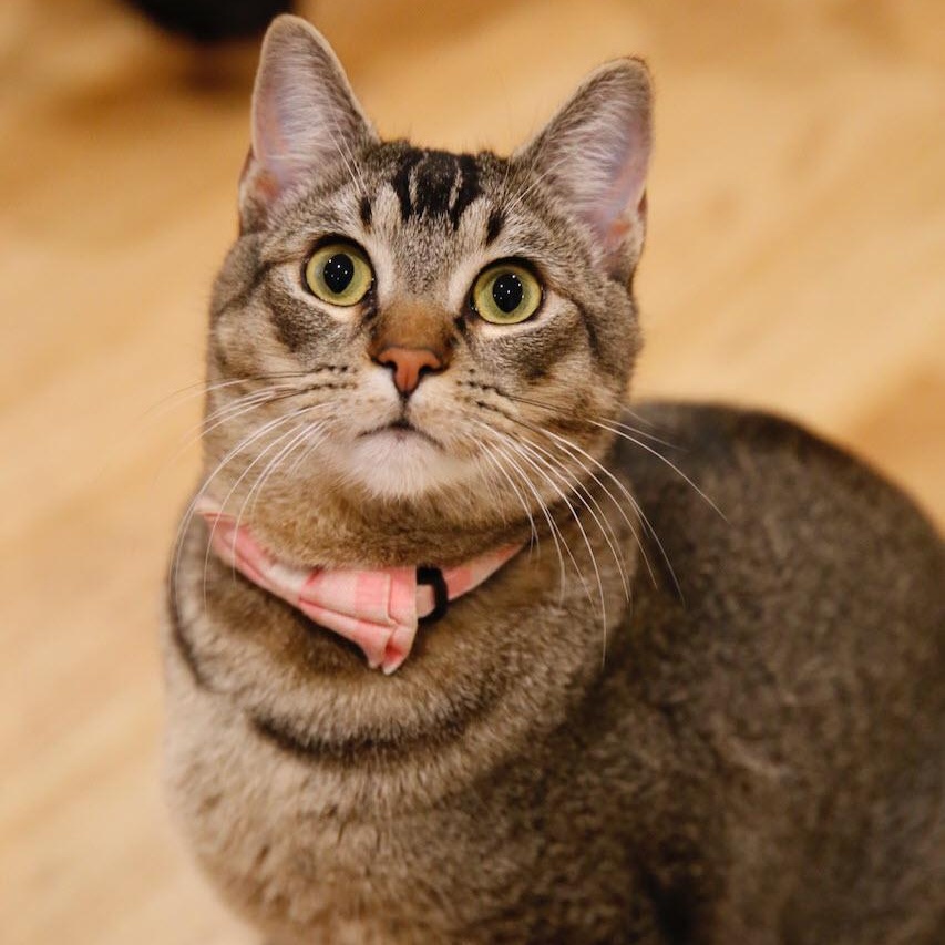 Pound Cake, ADOPTABLE, Young Male Tabby.