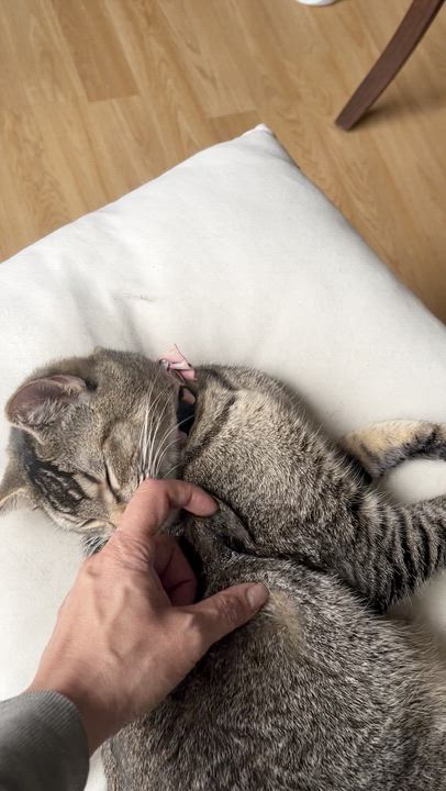 Enlarge Pound Cake, a ADOPTABLE Tabby in South San Francisco, CA video 4/5
