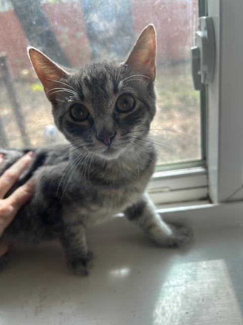 Enlarge Inoske, a ADOPTABLE Domestic Short Hair in Mansfield, TX image 2/3