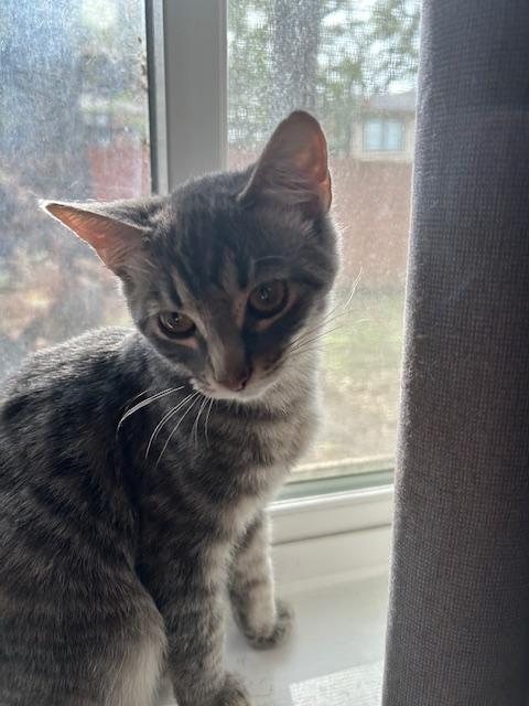 Enlarge Inoske, a ADOPTABLE Domestic Short Hair in Mansfield, TX image 3/3