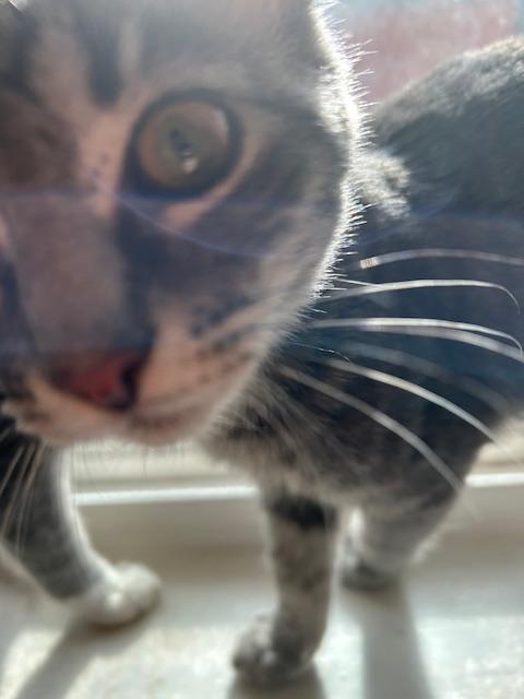 Enlarge Inoske, a ADOPTABLE Domestic Short Hair in Mansfield, TX image 1/3