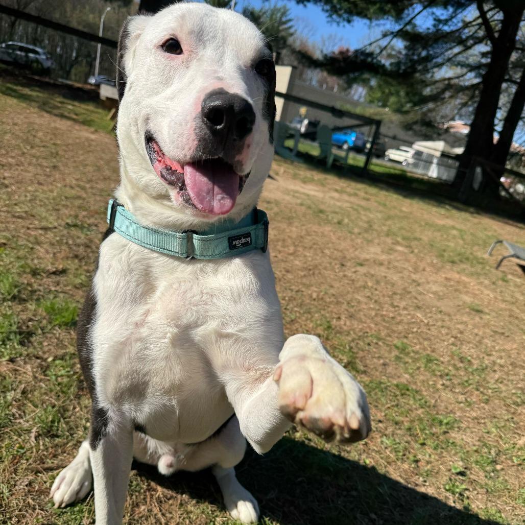 Jackson, Adoptable, Adult Male Pit Bull Terrier.