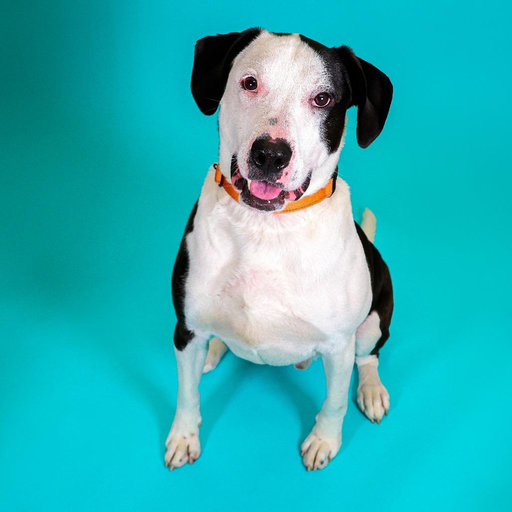 Enlarge Jackson, a Adoptable mixed breed in Newark, DE image 4/6