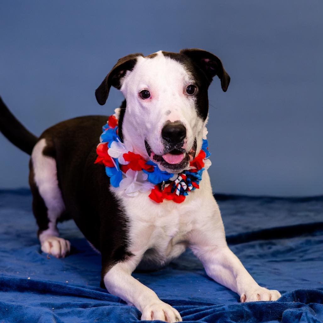 Enlarge Jackson, a Adoptable mixed breed in Newark, DE image 5/6