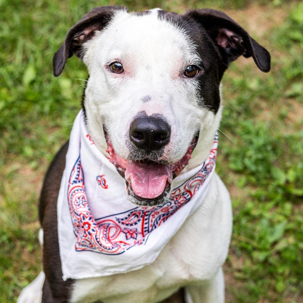 Jackson, a Adoptable mixed breed in Newark, DE image 5/6