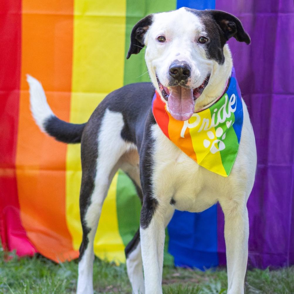 Enlarge Jackson, a Adoptable mixed breed in Newark, DE image 5/6