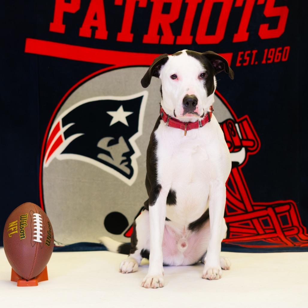 Enlarge Jackson, a Adoptable mixed breed in Newark, DE image 5/6