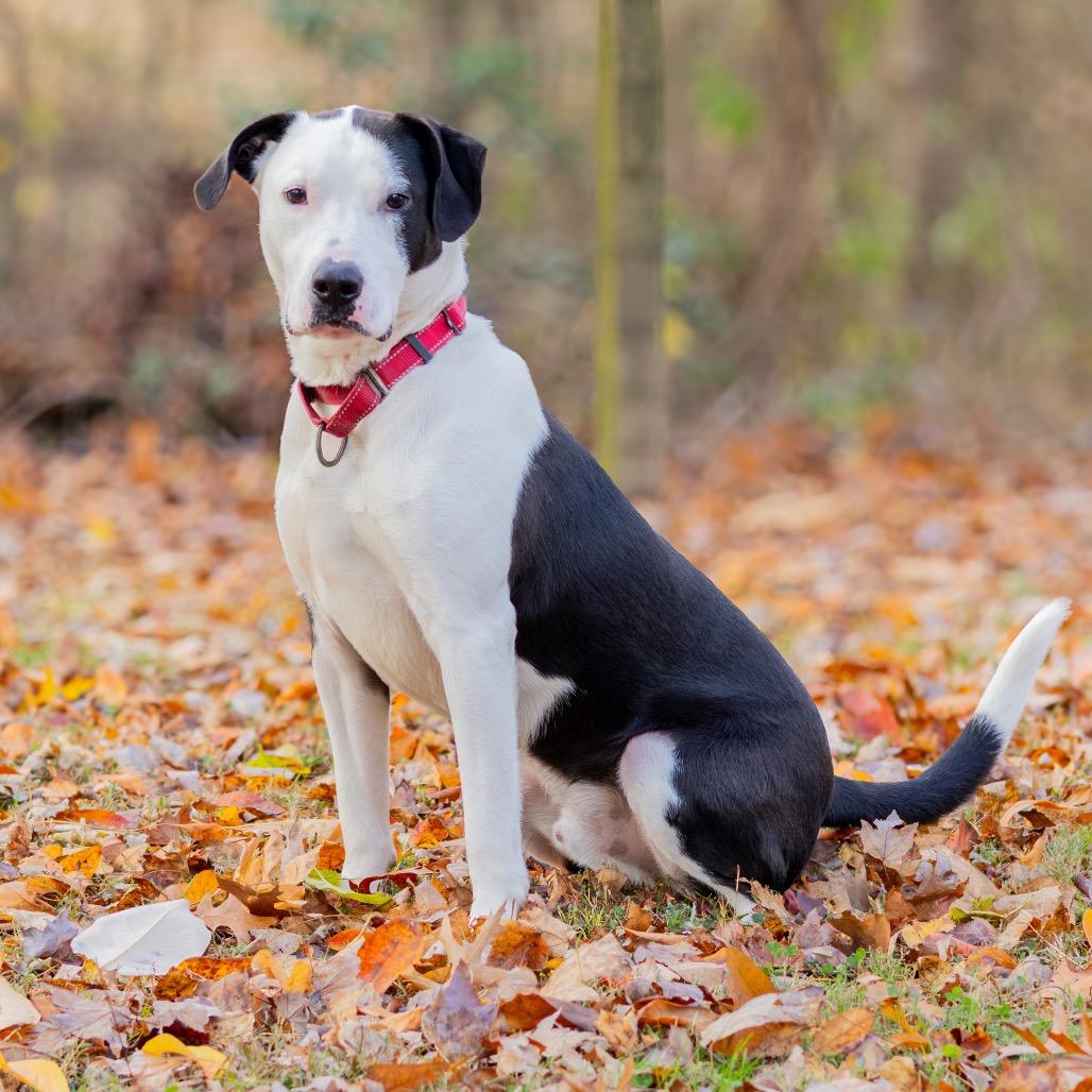 Enlarge Jackson, a Adoptable mixed breed in Newark, DE image 5/6