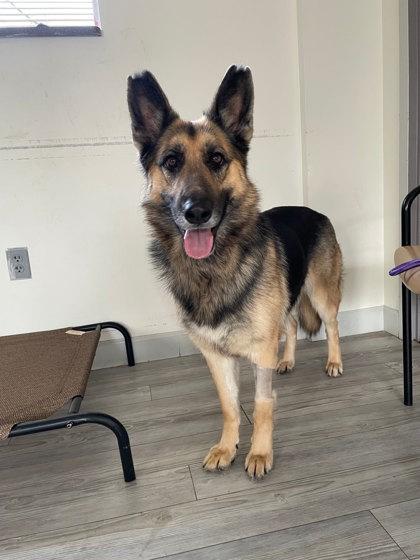 Jellybean, Adoptable, Adult Female German Shepherd Dog.
