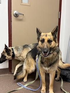 Jellybean, Adoptable, Adult Female German Shepherd Dog.