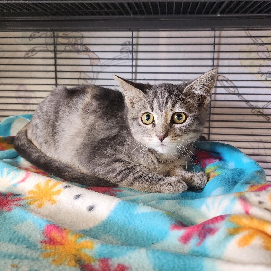 Enlarge Meadow, a Adoptable Domestic Short Hair in Monroe, MI image 1/2