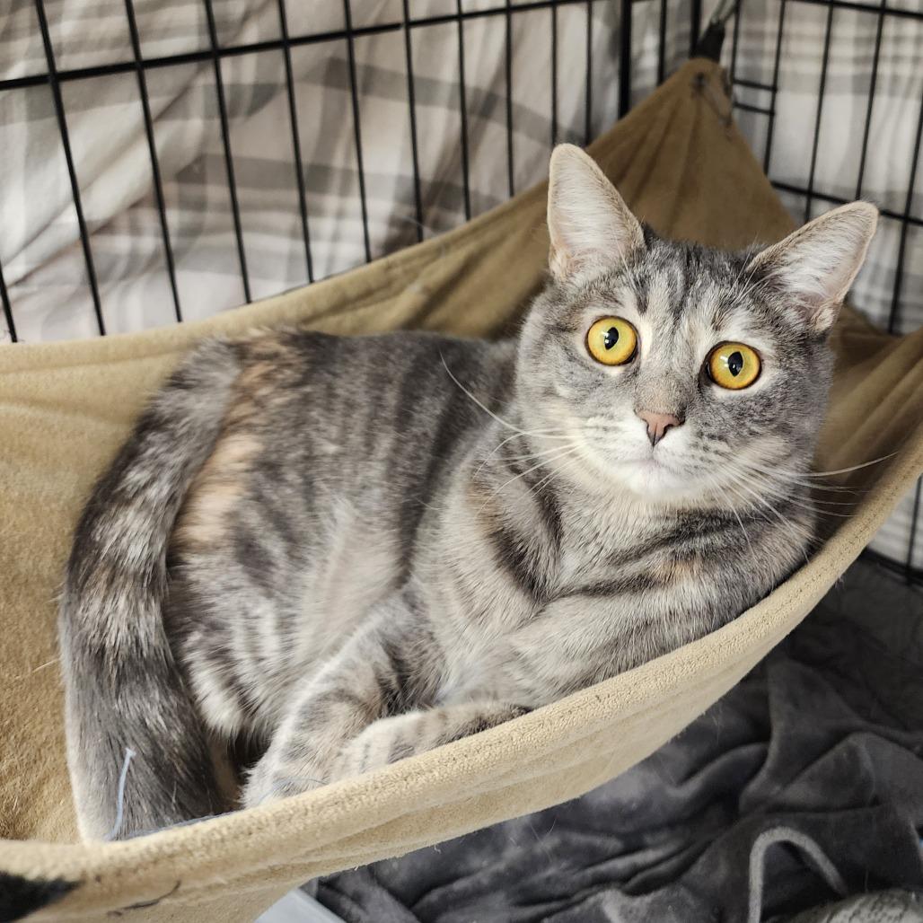 Enlarge Meadow, a Adoptable Domestic Short Hair in Monroe, MI image 2/2