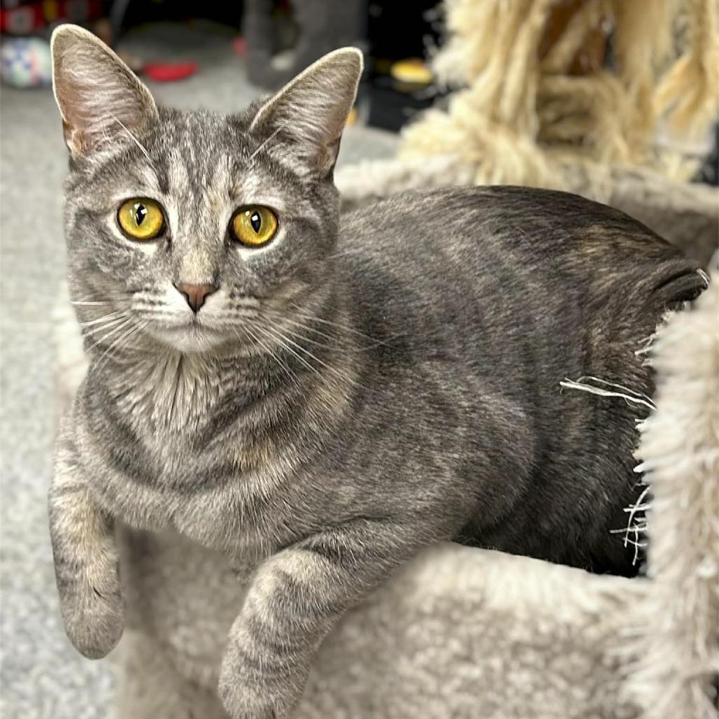 Enlarge Meadow, a Adoptable Domestic Short Hair in Monroe, MI image 3/3