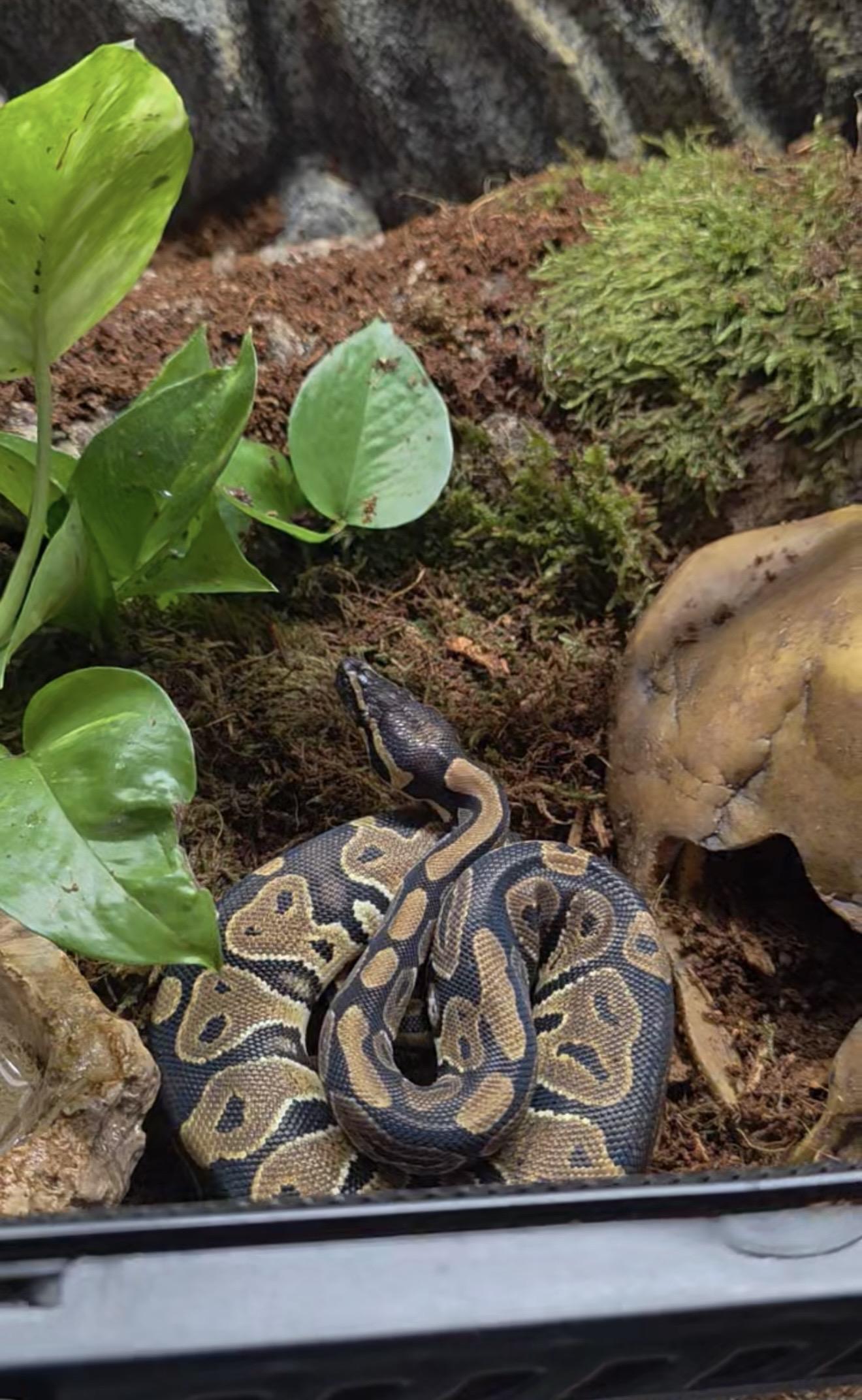 Boo, a ADOPTABLE Ball Python in JACKSON, NJ image 3/3