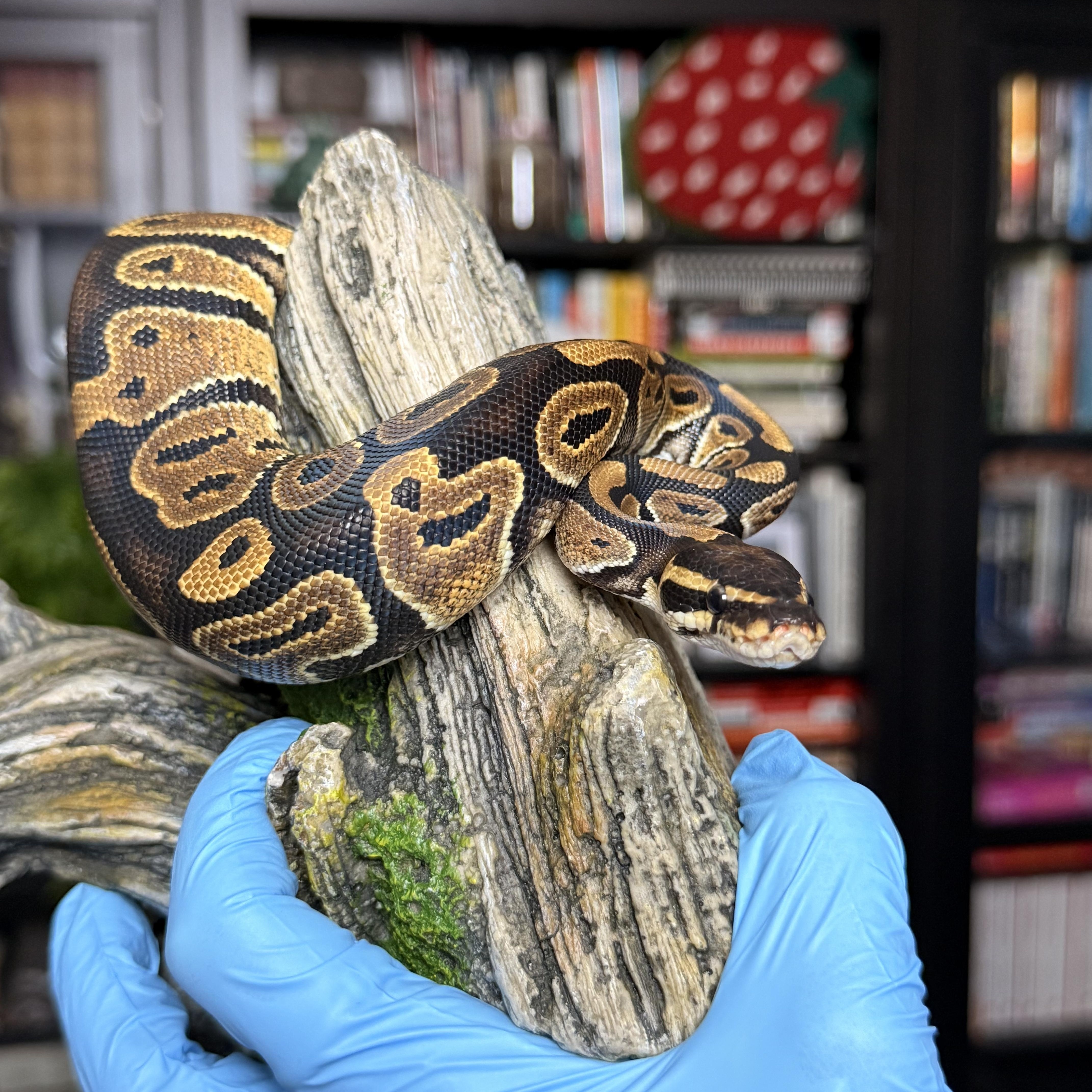 Boo, ADOPTABLE, Young Unknown Ball Python.