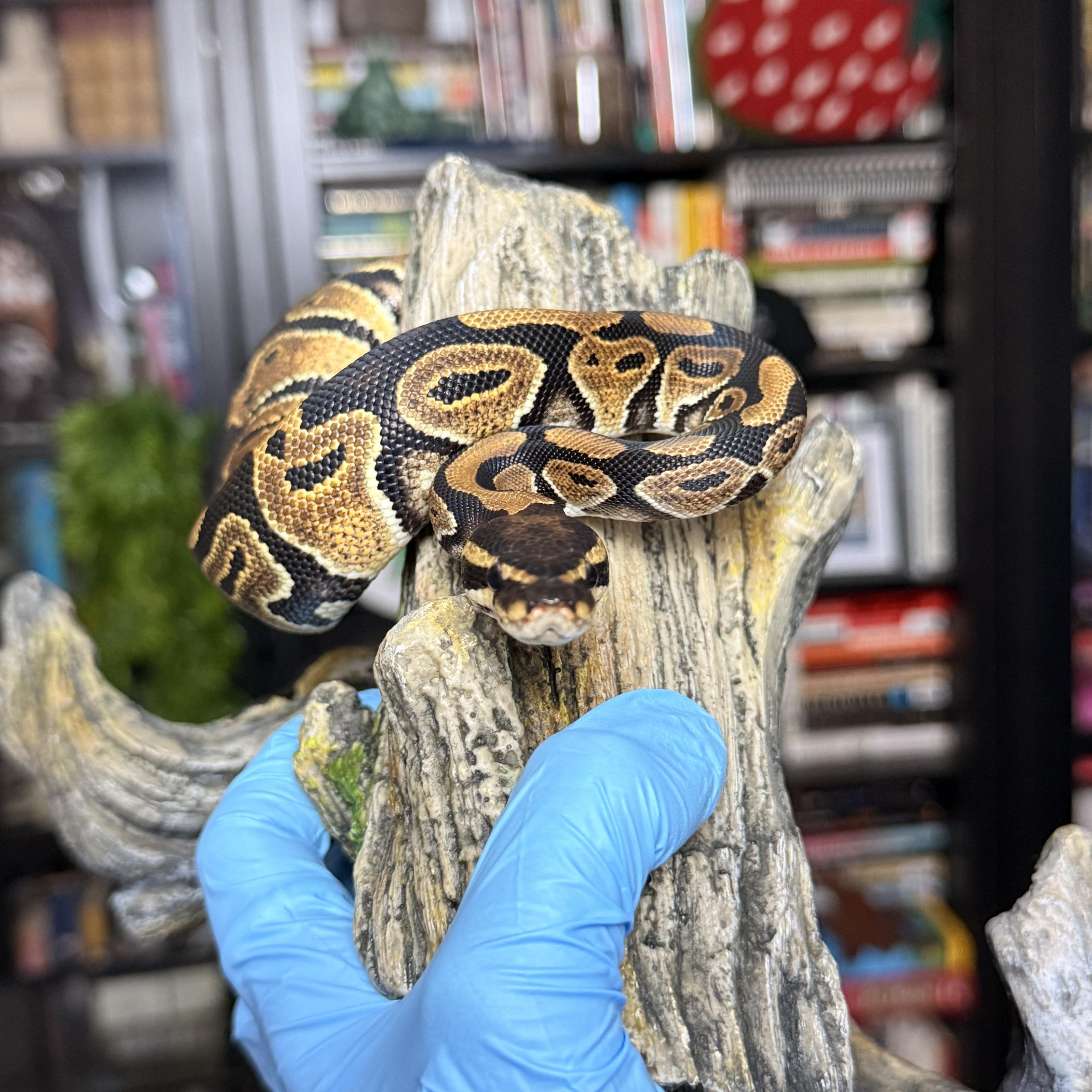Enlarge Boo, a ADOPTABLE Ball Python in JACKSON, NJ image 2/2