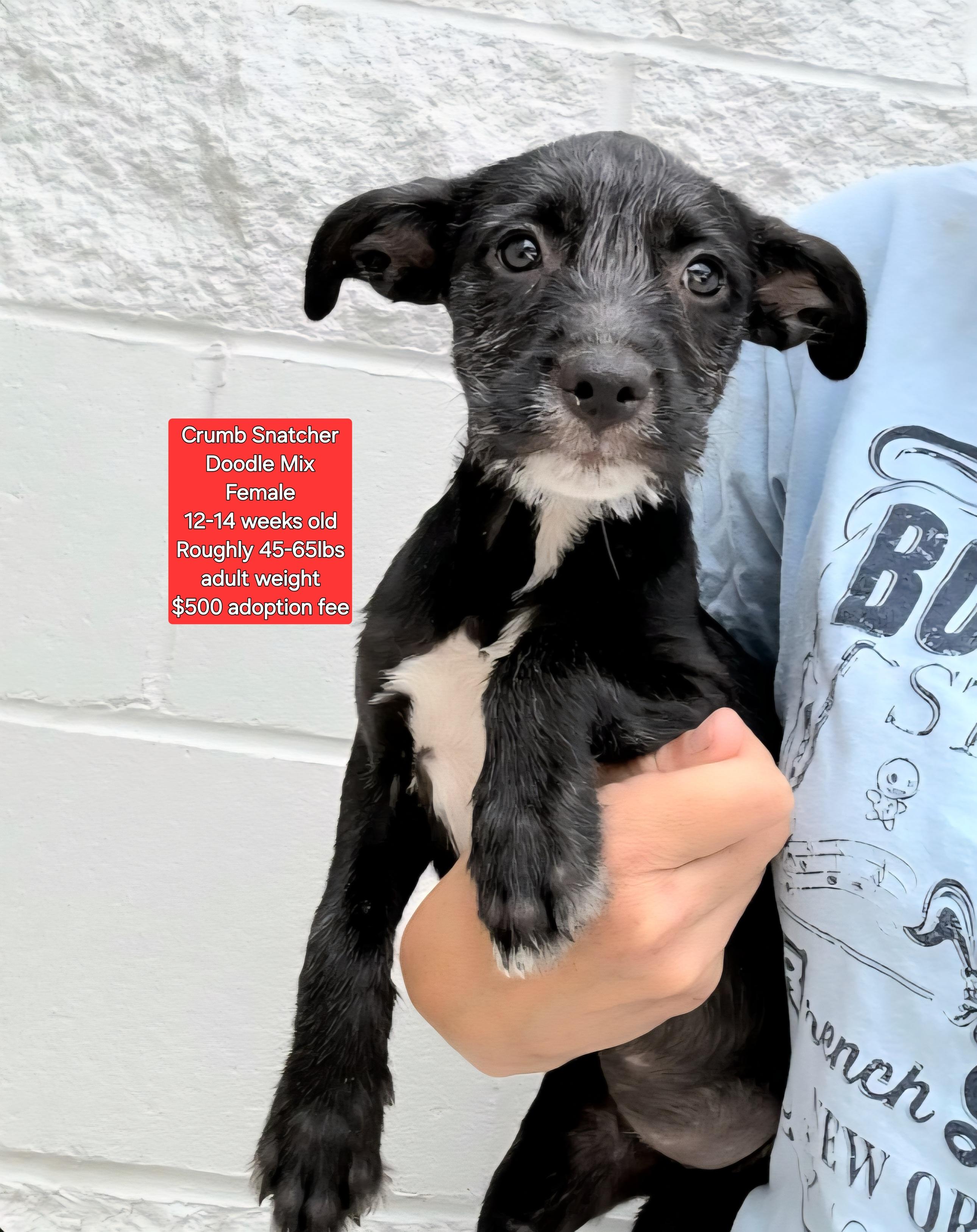 Crumb Snatcher, an adoptable Labradoodle in Oviedo, FL, 32762 | Photo Image 1