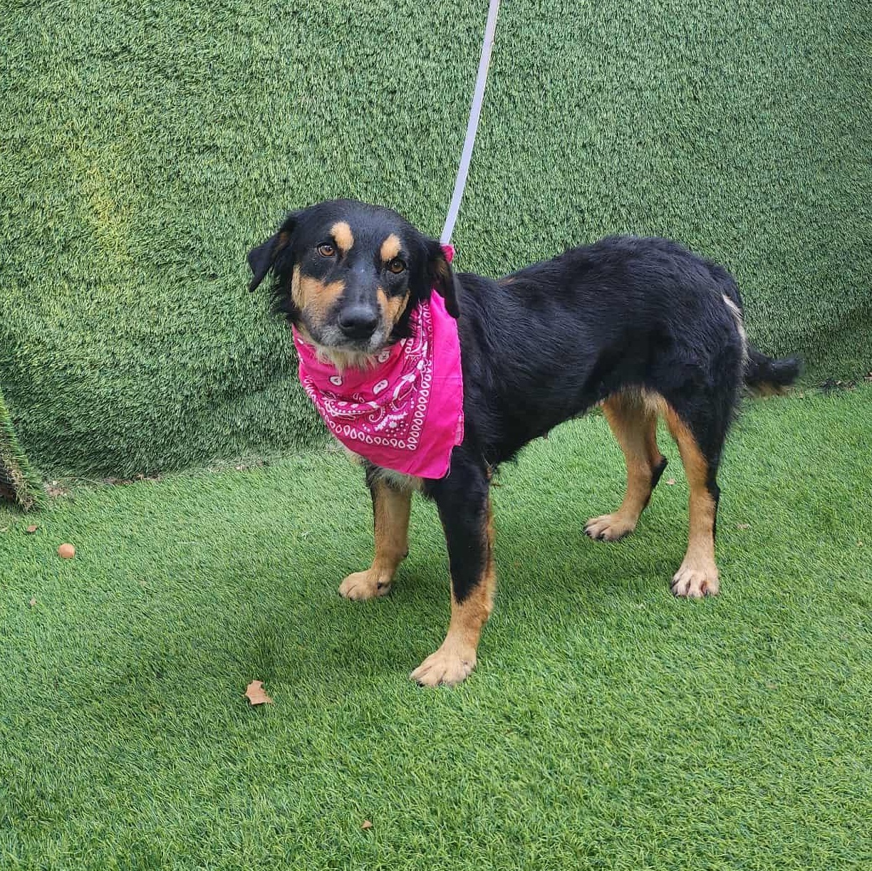 Enlarge Lala, an adopted mixed breed in Brossard, QC image 5/5