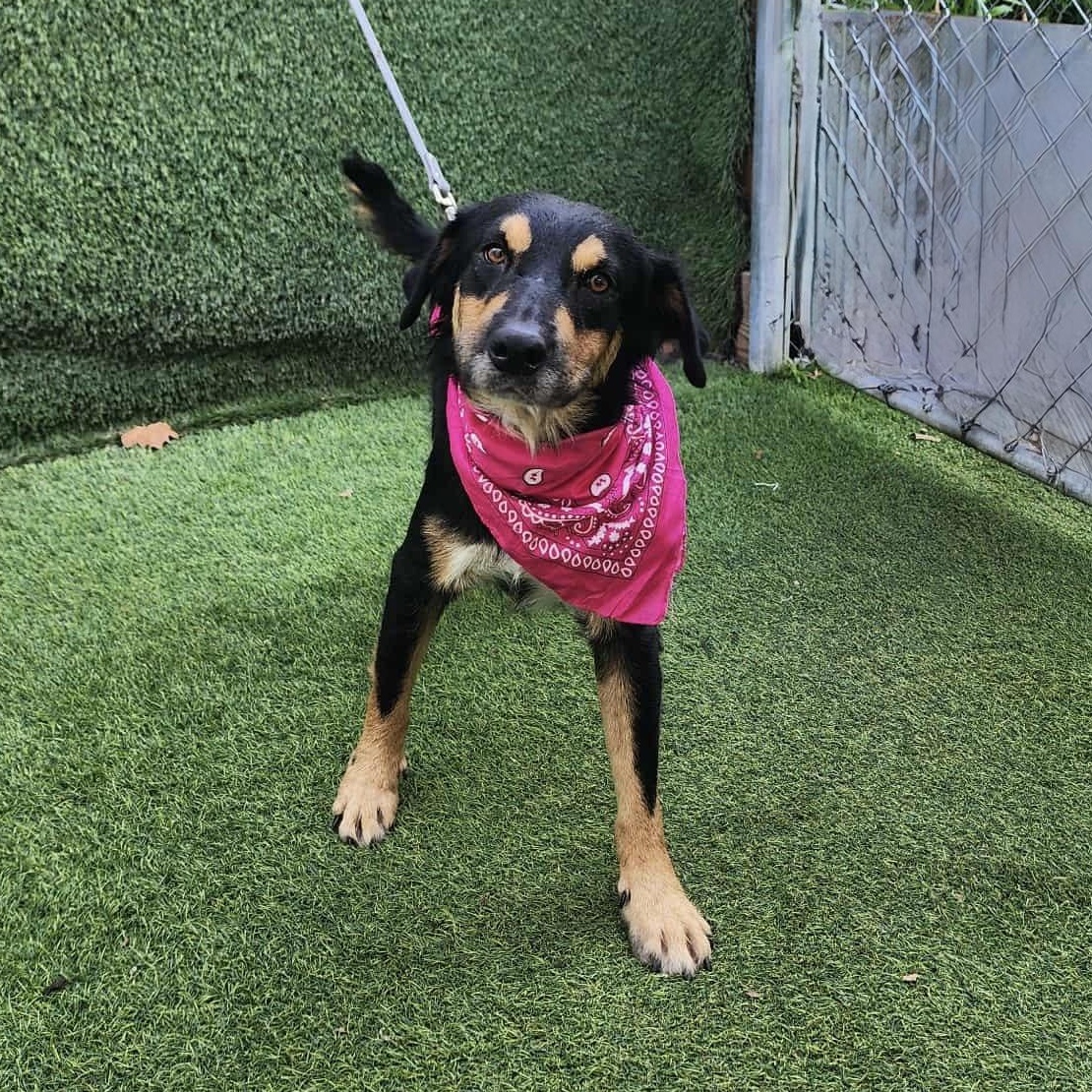 Enlarge Lala, an adopted mixed breed in Brossard, QC image 1/5