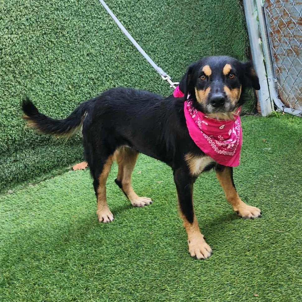 Enlarge Lala, an adopted mixed breed in Brossard, QC image 4/5