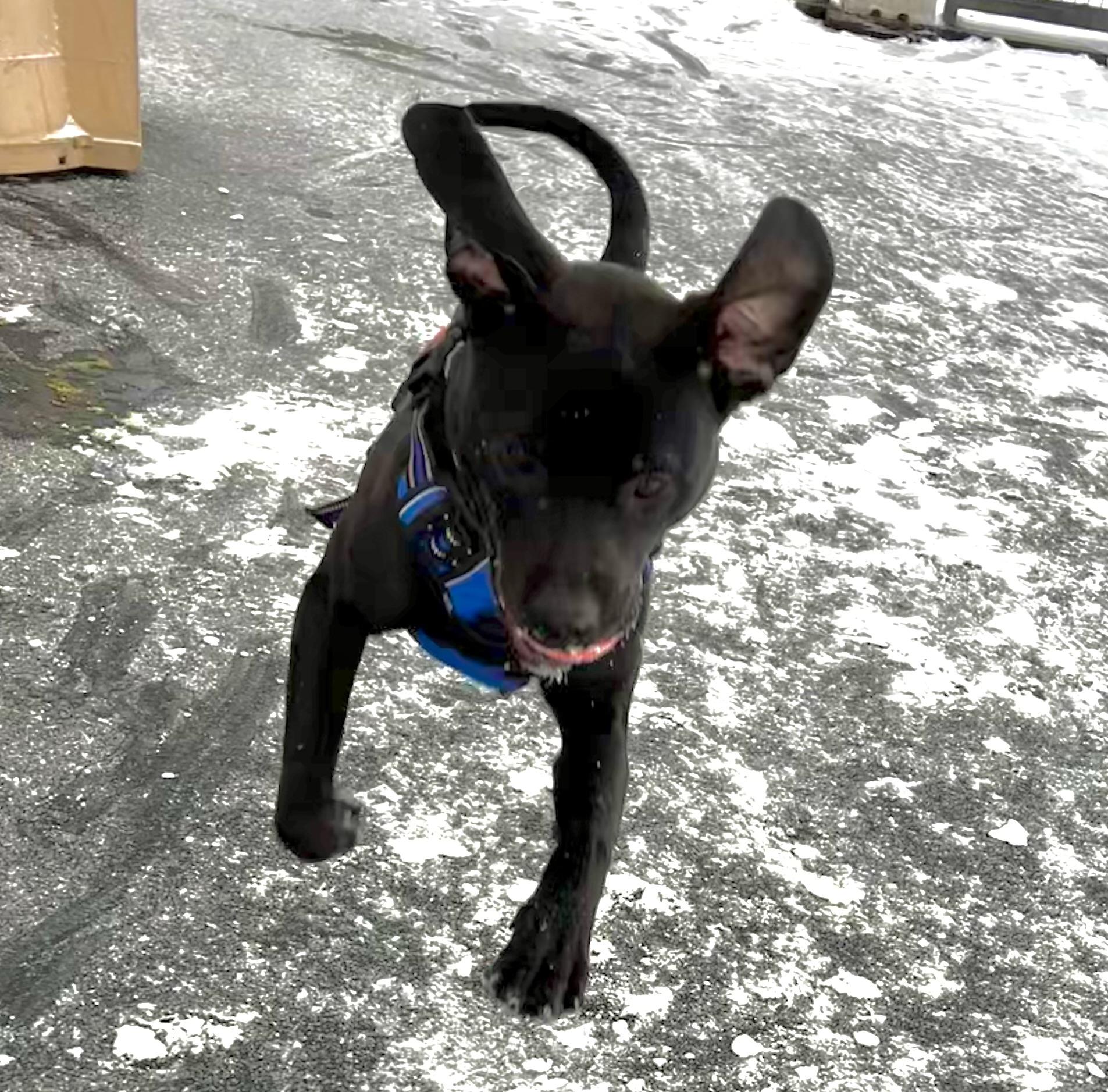 Enlarge Rocky, an adopted mixed breed in Ithaca, NY image 6/6