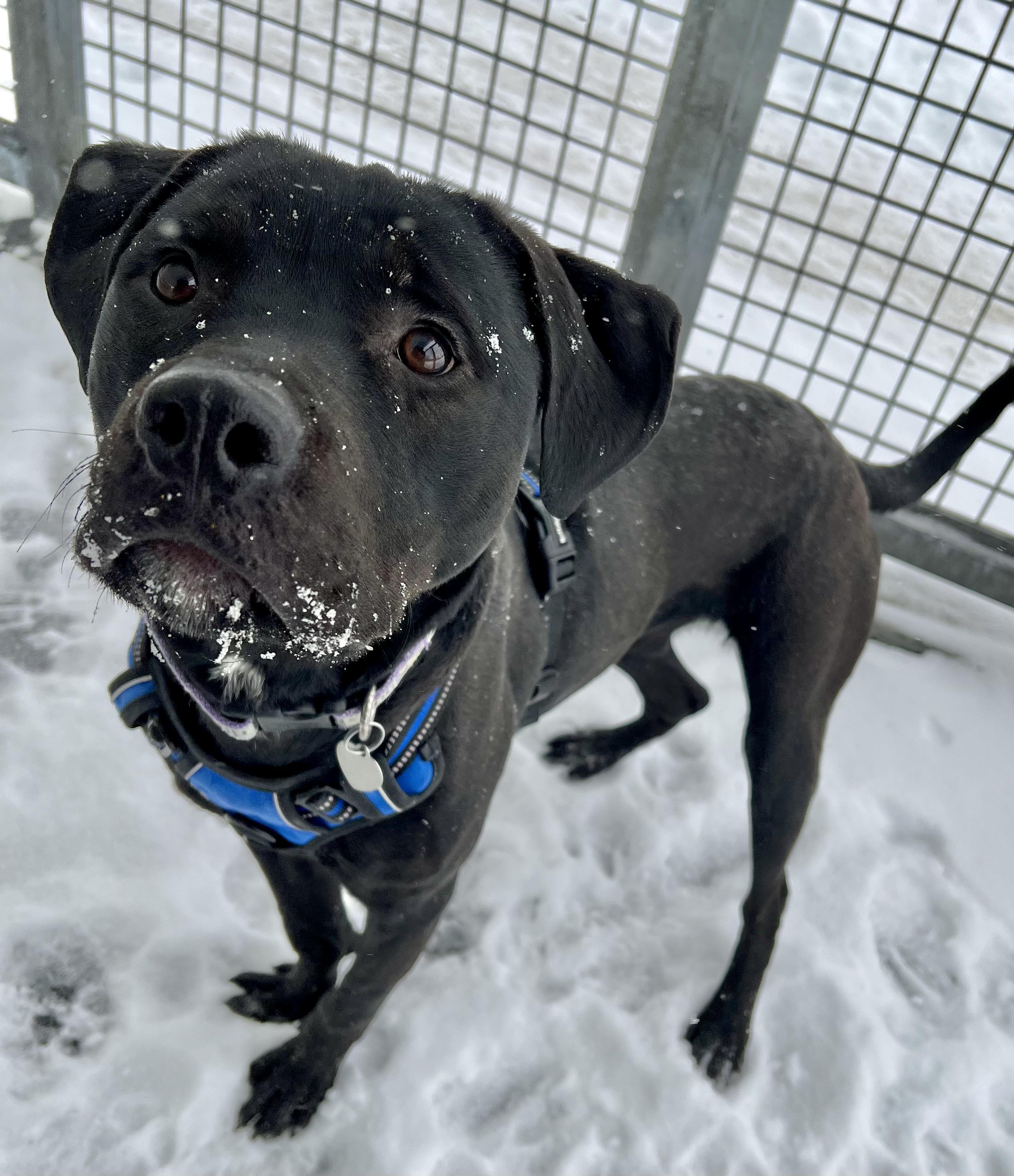 Enlarge Rocky, an adopted mixed breed in Ithaca, NY image 4/6
