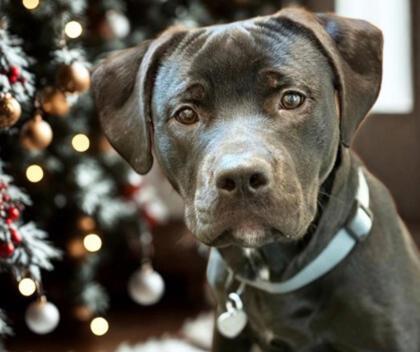 Rocky, adoptable, Young Male Mixed Breed.