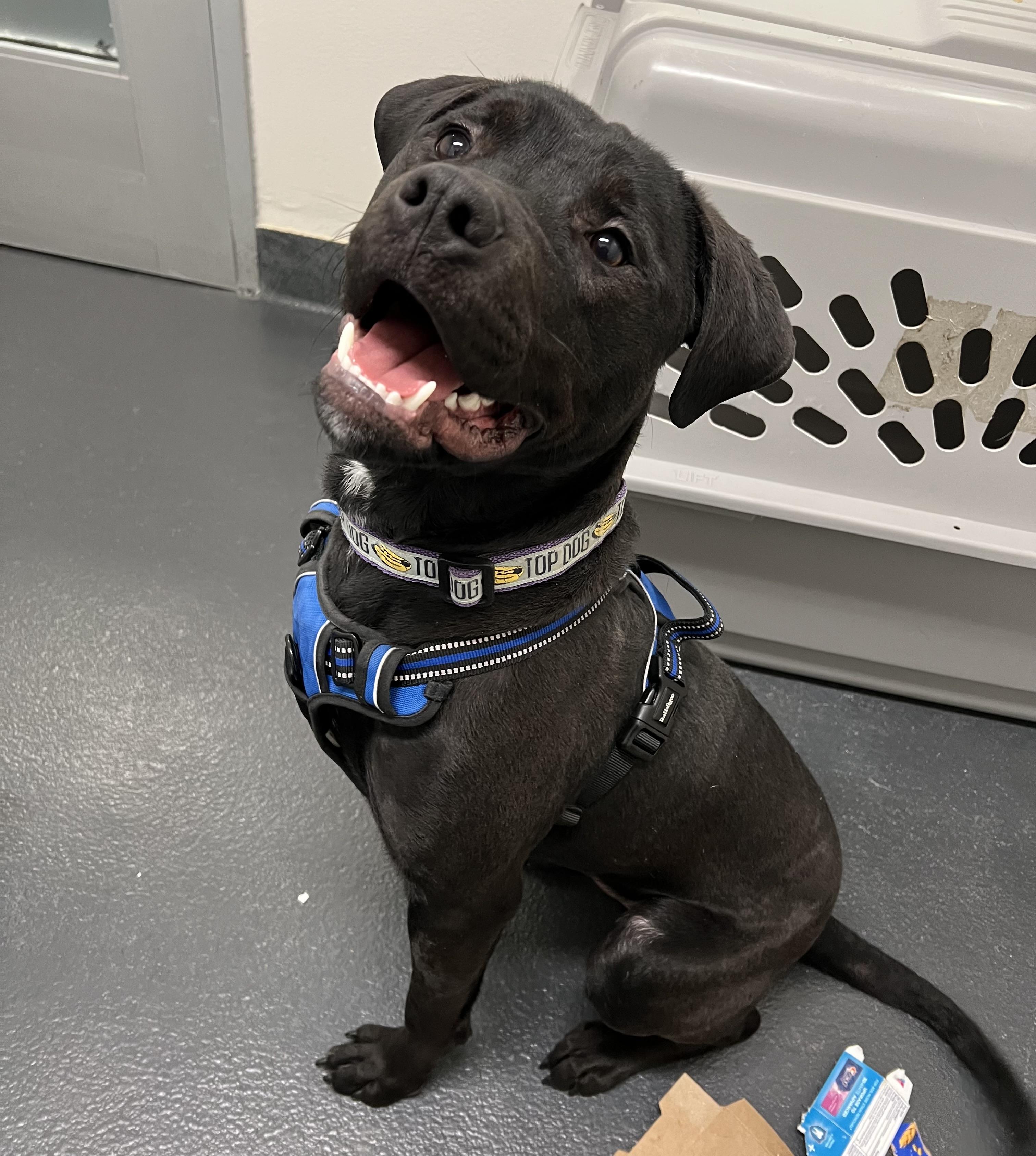 Enlarge Rocky, an adopted mixed breed in Ithaca, NY image 2/6