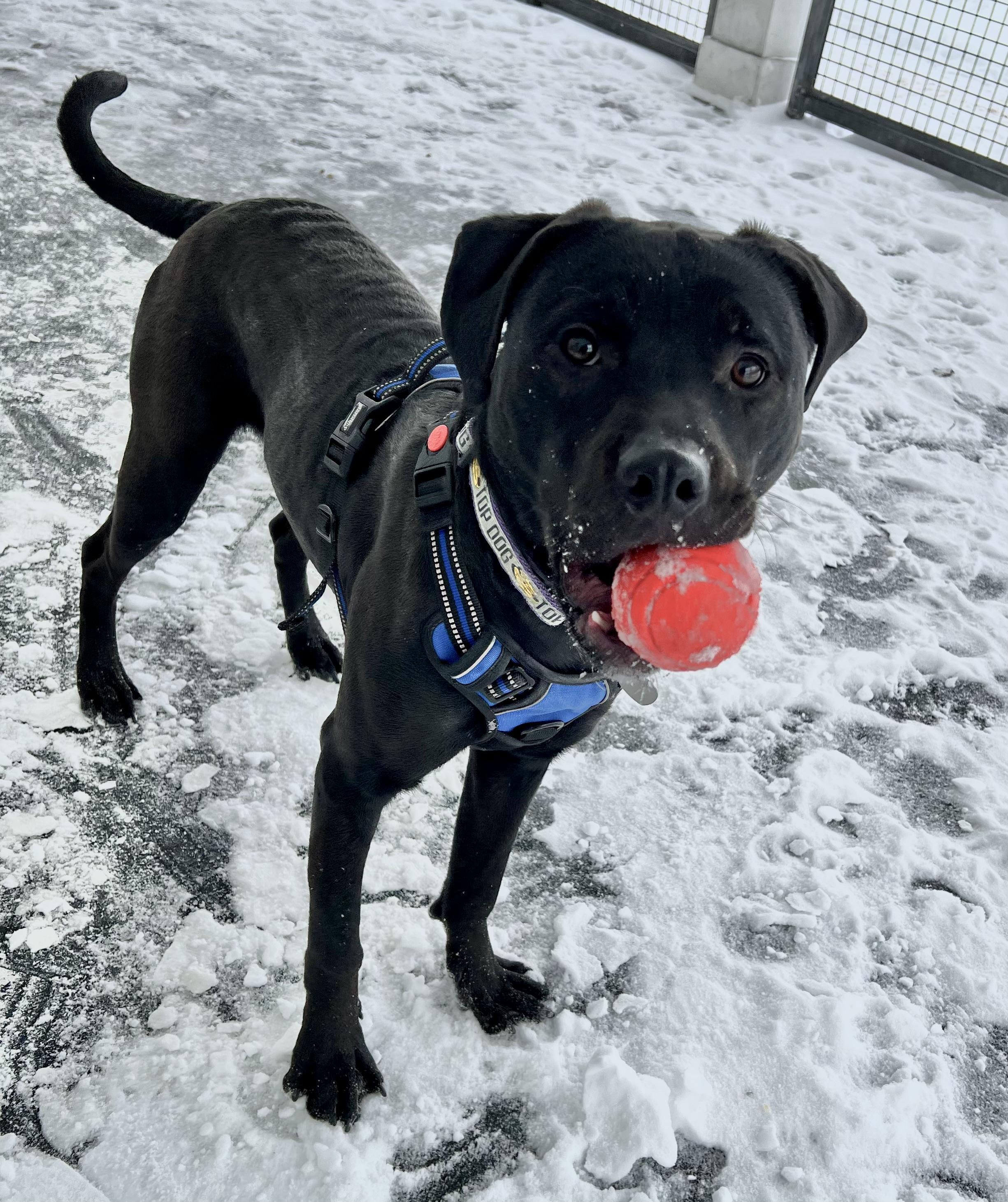 Enlarge Rocky, an adopted mixed breed in Ithaca, NY image 3/6
