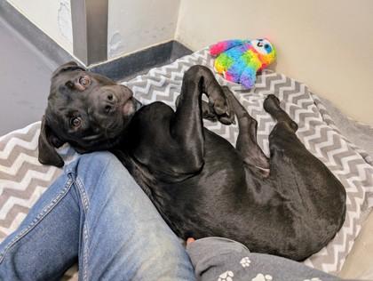 Enlarge Rocky, an adoptable mixed breed in Ithaca, NY image 2/3