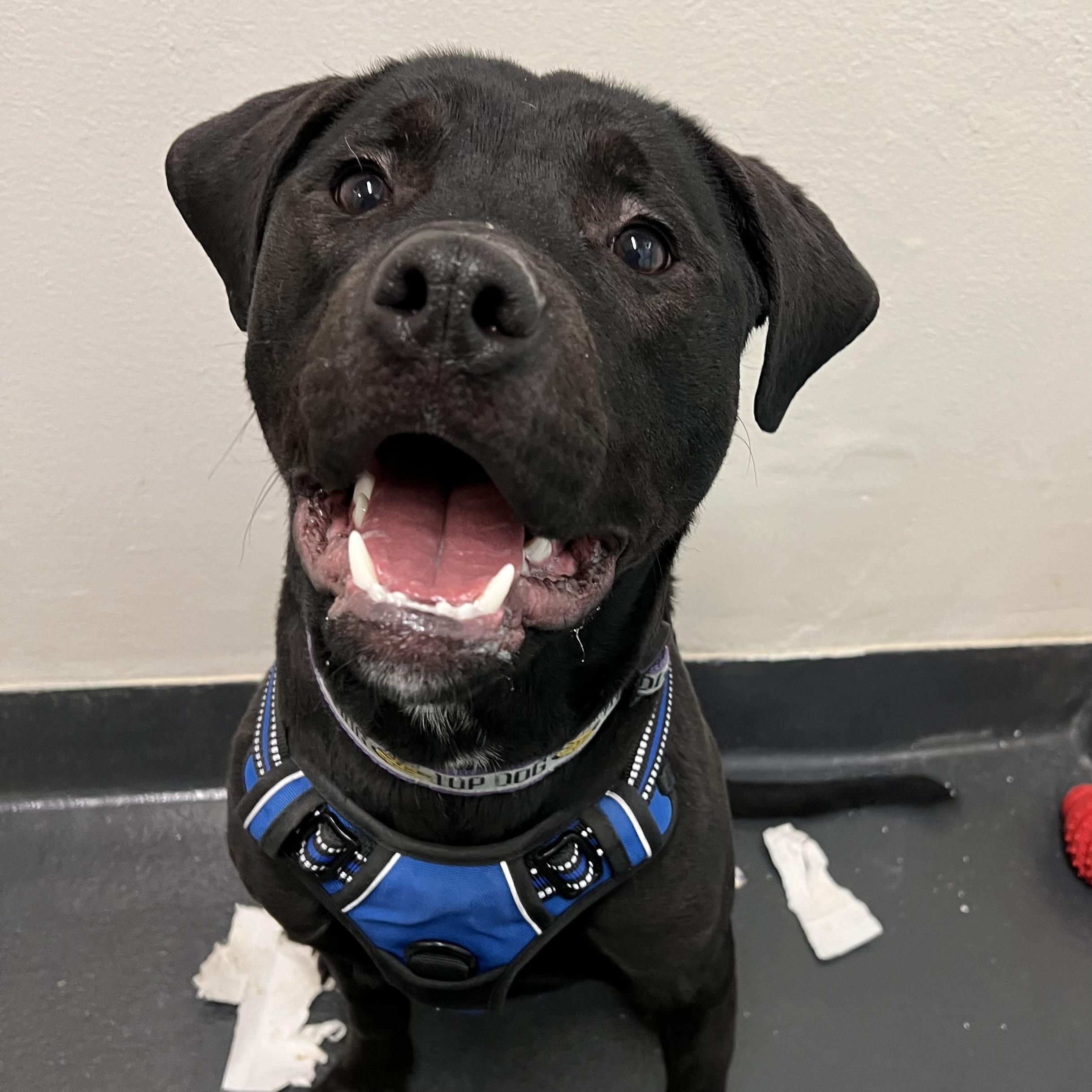 Rocky, adoptable, Young Male Mixed Breed.