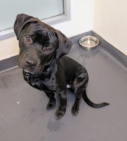 Enlarge Rocky, an adoptable mixed breed in Ithaca, NY image 3/3