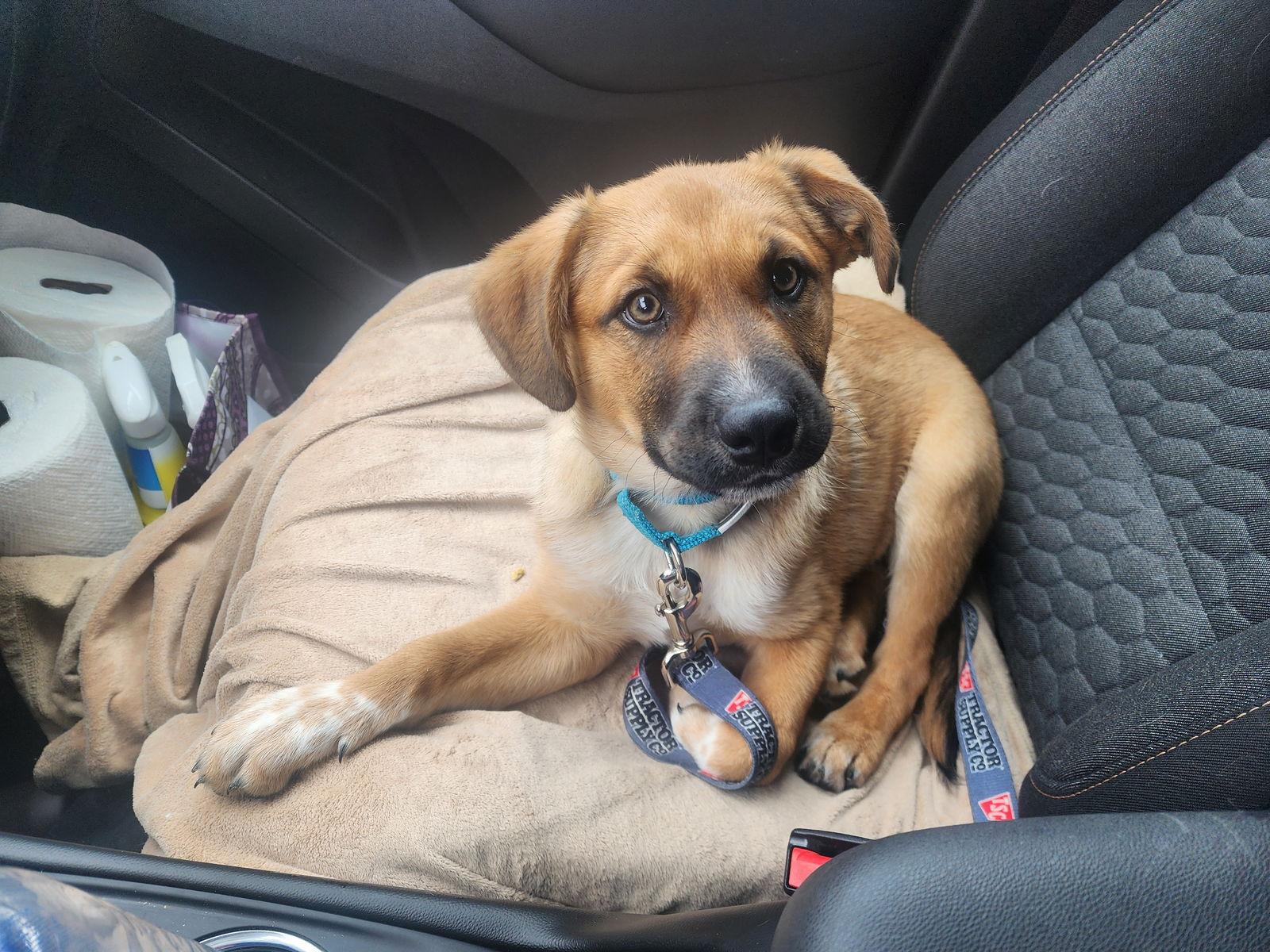 Enlarge Wrangler, a Adoptable Shepherd in Marine City, MI image 1/3