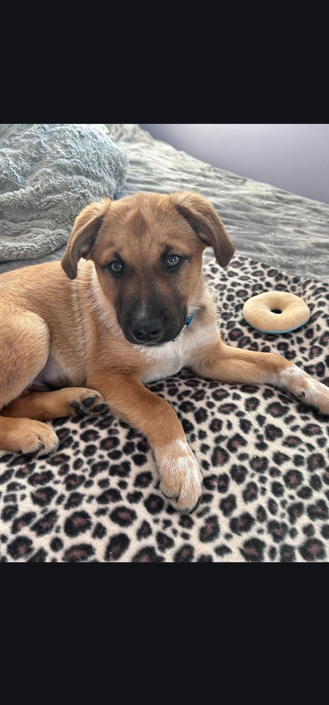 Enlarge Wrangler, a Adoptable Shepherd in Marine City, MI image 2/3