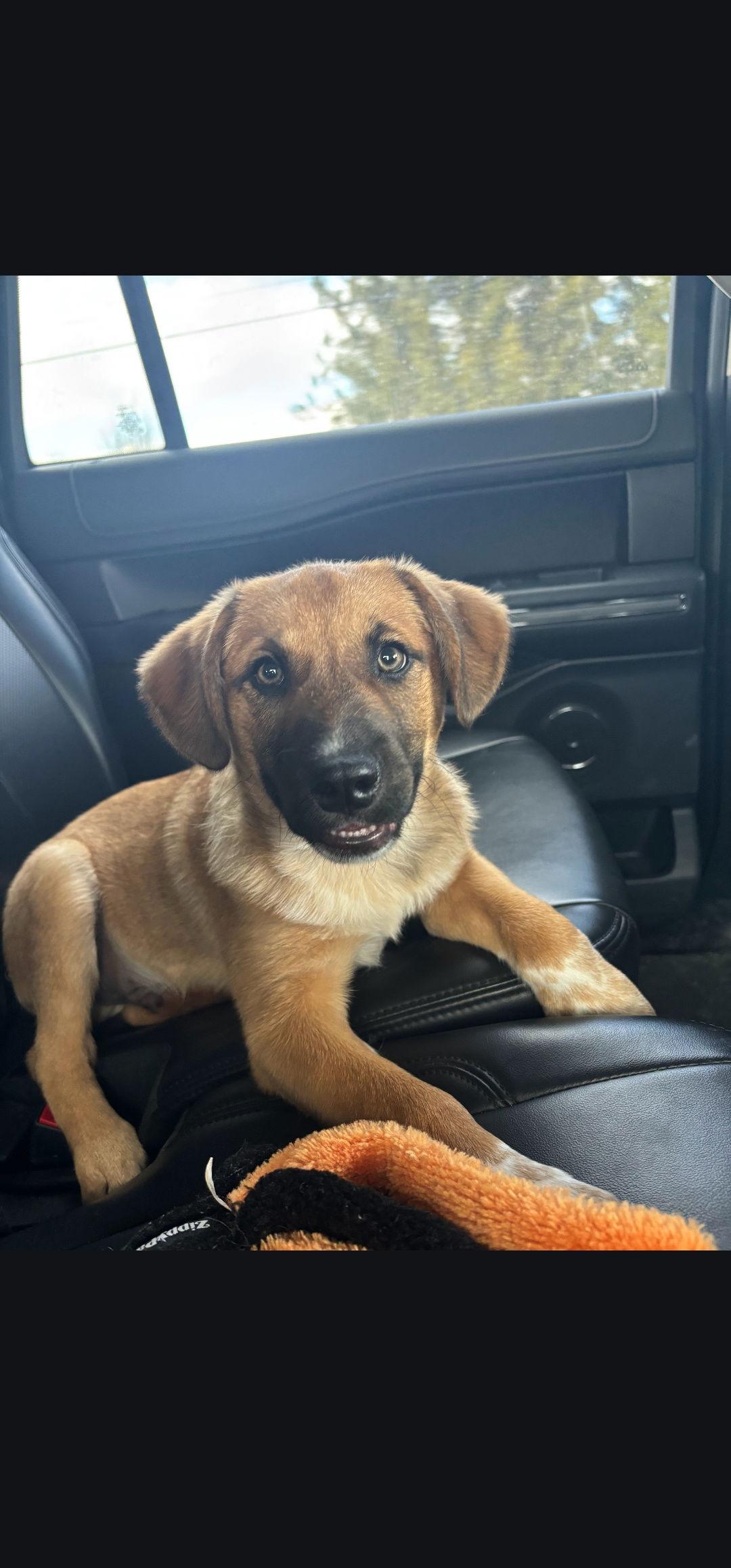 Enlarge Wrangler, a Adoptable Shepherd in Marine City, MI image 3/3