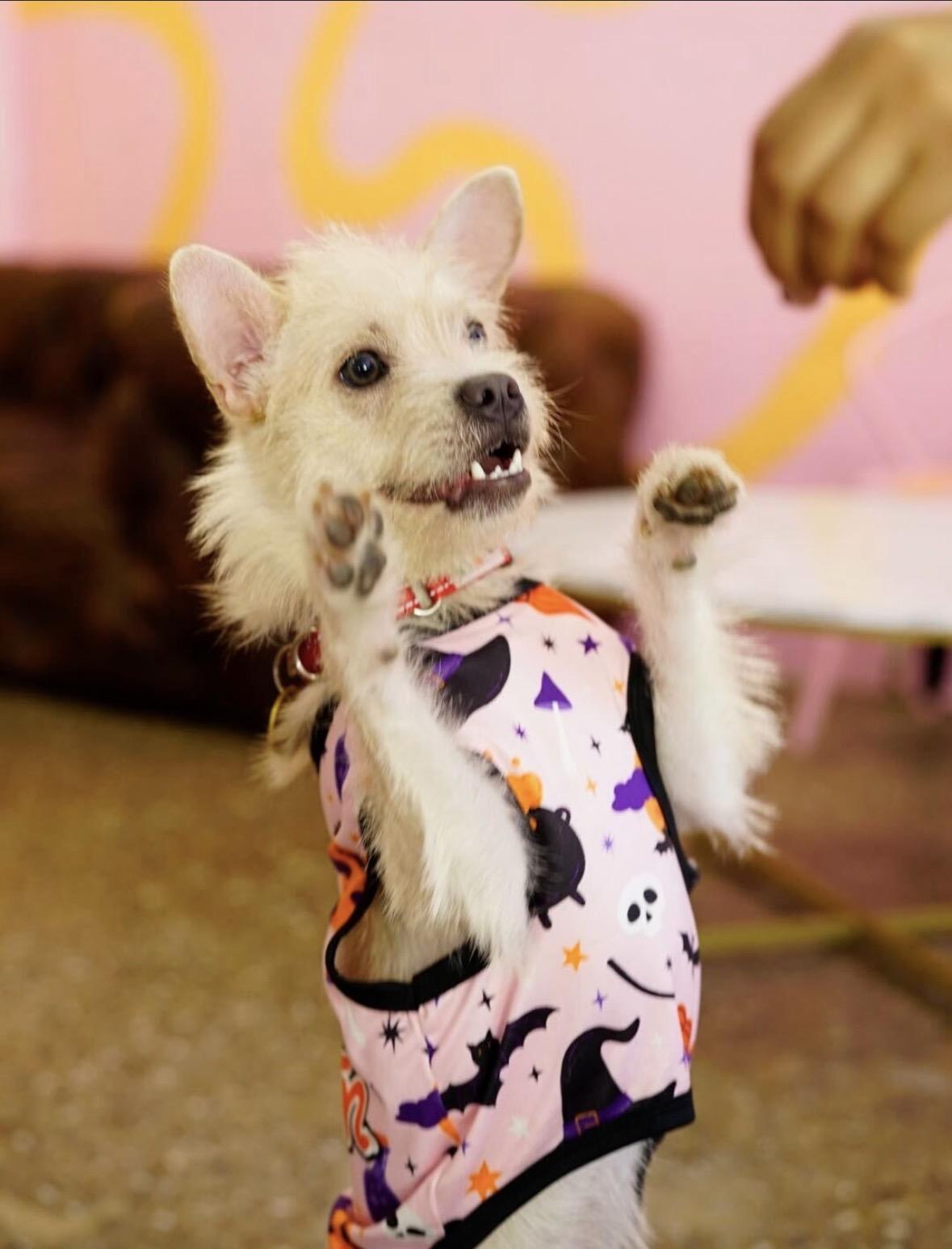 Enlarge Harriet, a Adoptable mixed breed in Pasadena, CA image 3/6