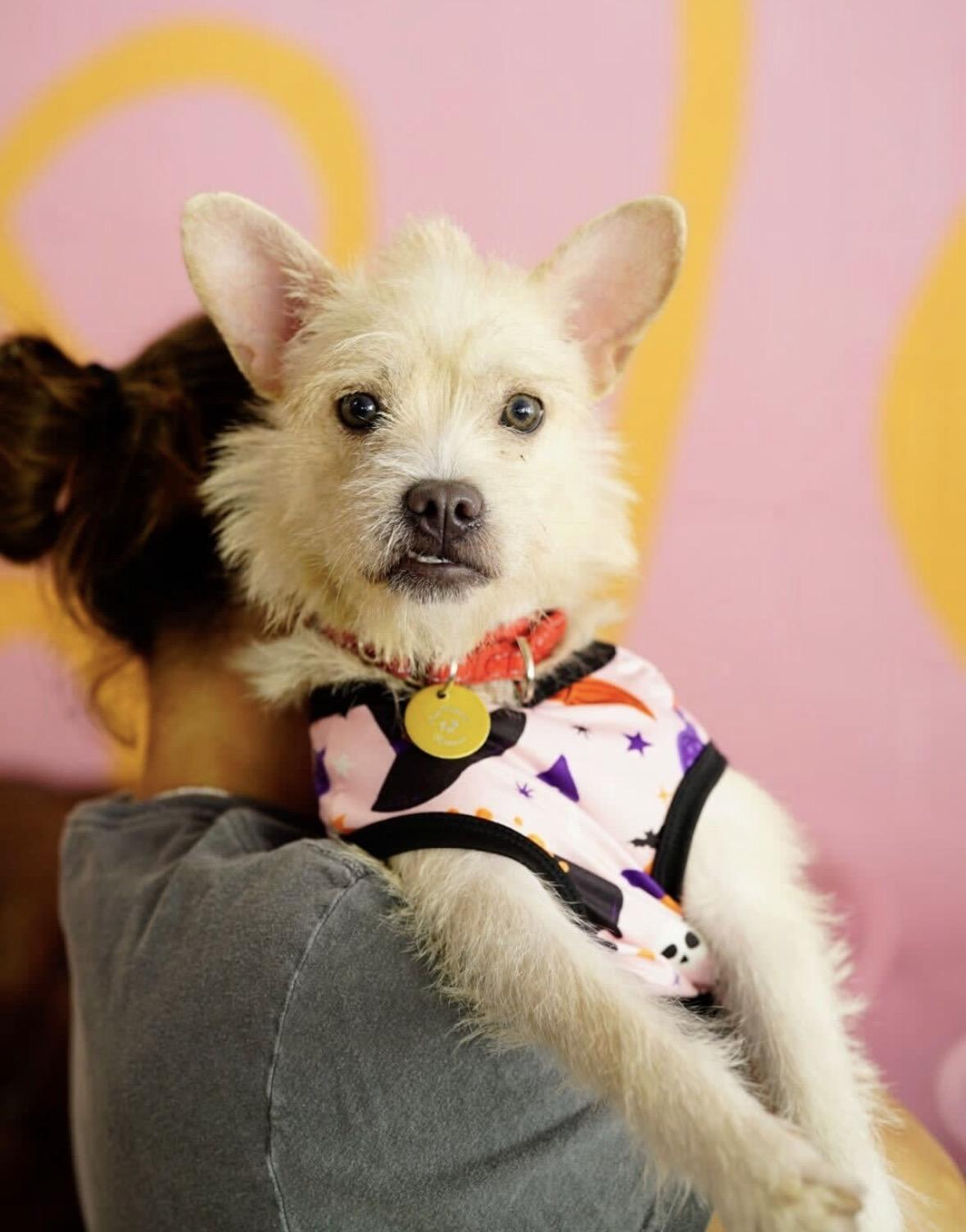 Enlarge Harriet, a Adoptable mixed breed in Pasadena, CA image 4/6