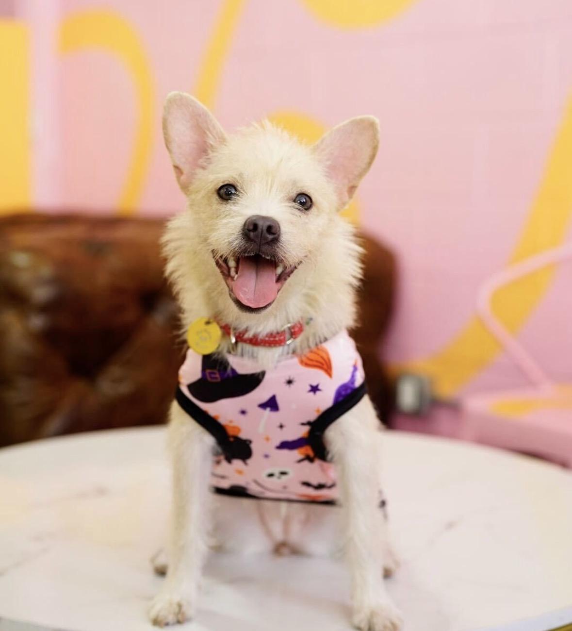 Harriet, Adoptable, Young Female Terrier.