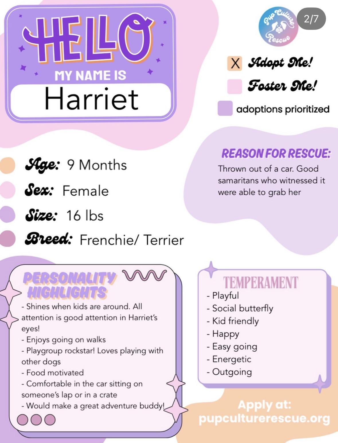 Enlarge Harriet, a Adoptable mixed breed in Pasadena, CA image 2/6
