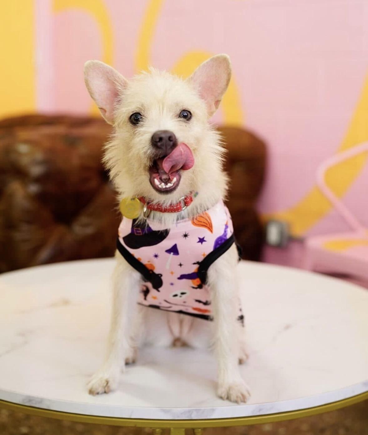 Enlarge Harriet, a Adoptable mixed breed in Pasadena, CA image 5/6