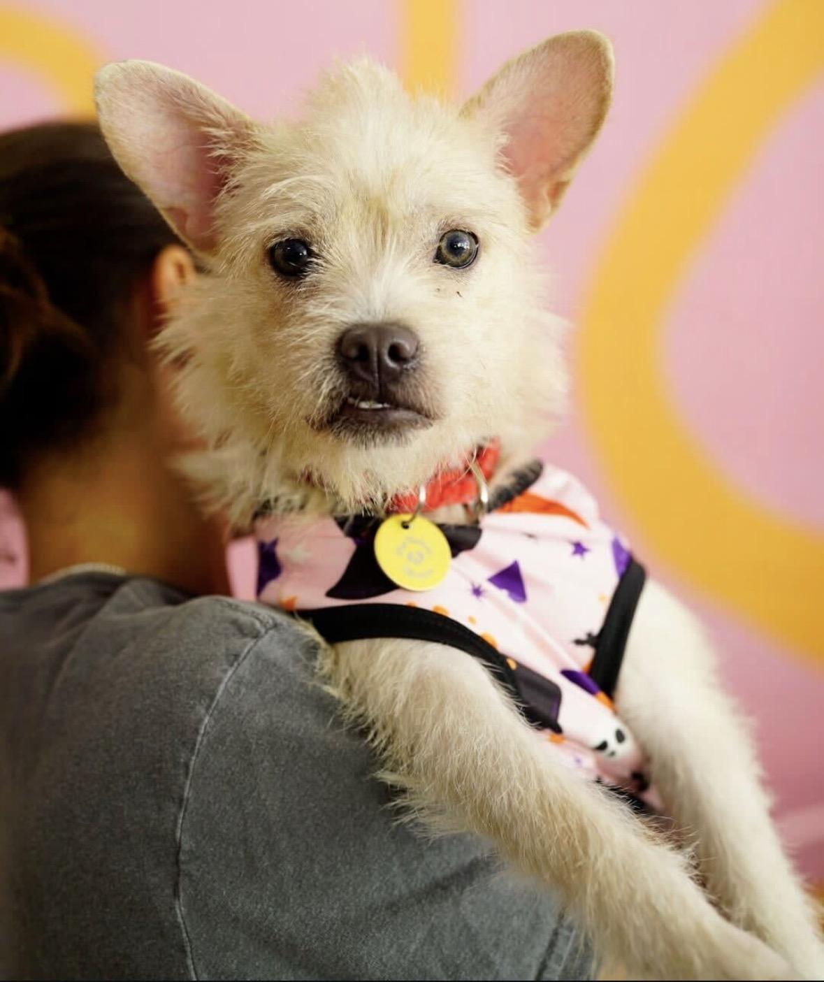 Enlarge Harriet, a Adoptable mixed breed in Pasadena, CA image 6/6