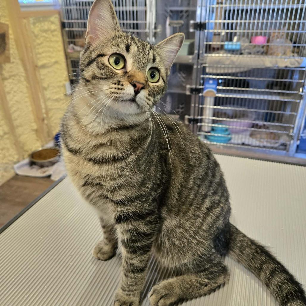 Blitzen, Adoptable, Young Male Domestic Short Hair.