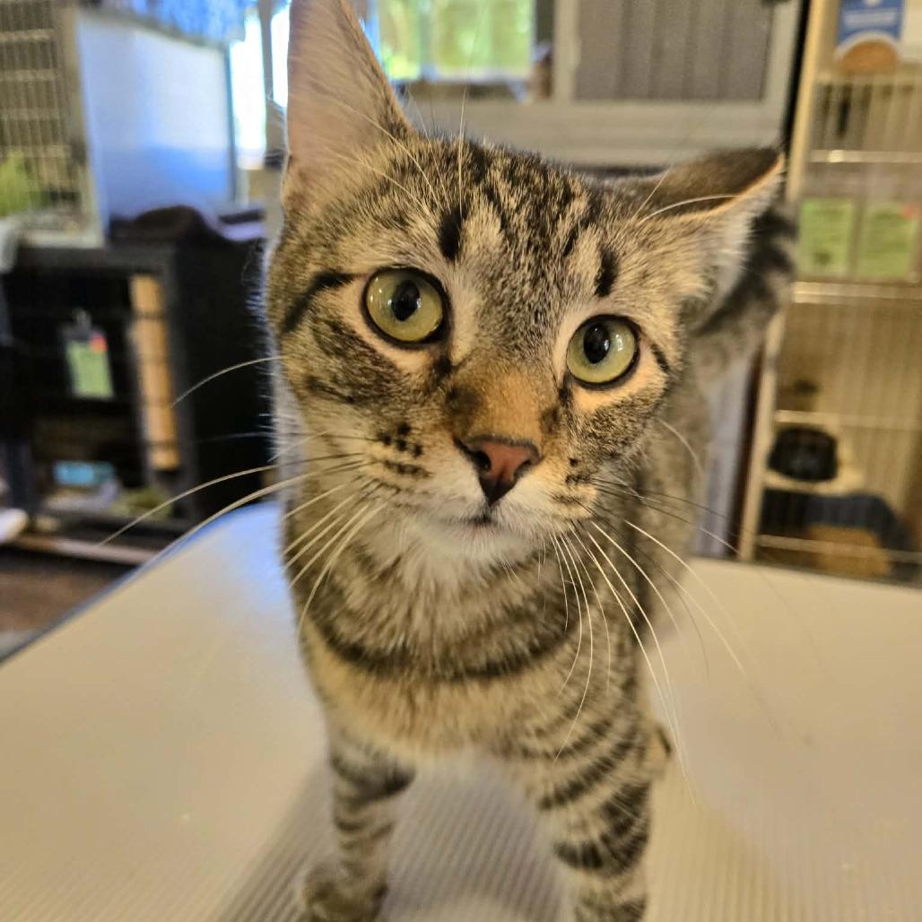 Enlarge Blitzen, a Adoptable Domestic Short Hair in Park Falls, WI image 2/2
